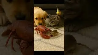 Shocking! 😱 Animals Encounter a Giant Lobster 🐶🐱🦜🐭🦞