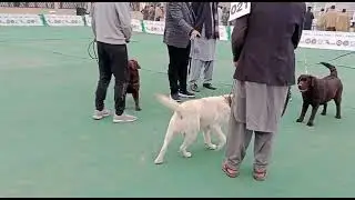 Lab Dog (Mohsin with Mirha)