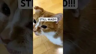 Bean Holds a Grudge (and he means it) 😤