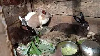 Rabbits price in india || rabbits farming  || rabbits breeds || rabbits carring ||rabbit baby update