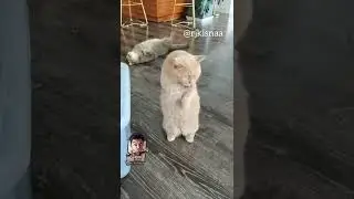 kundi kholo Saiyan tumko ghanta dikhati_Rj kisna dub kendra