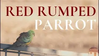 Red-rumped Parrot | Birdwatching at Tempe Reserve
