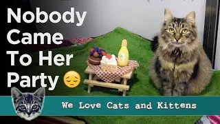 Shelter Threw A Birthday Party To Help Cat Get Adopted, But Nobody Came