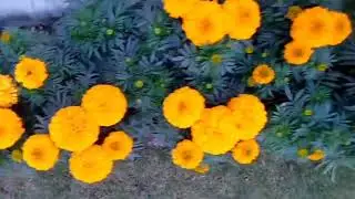 Imran Khan k liye gift Surah yaseen || watch daily full with Arabic || Relaxing Recitation Ep -59