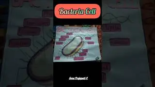 bacterial cell and Paramecium draw on chart paper., #shortvideo #drawing #bacteria#paramecium #viral