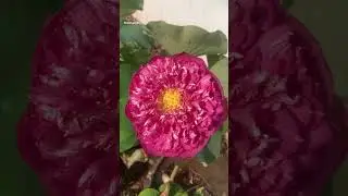 Drona❤️#Lotus#tropical#flower#nature#love#gardening#trendingshorts#dream garden