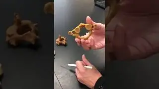 Vertebrae Atlas