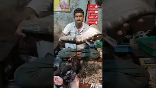 🔥😱 Amazing 12 Kg Giant Clown-Knife (Chital) Fish Cutting By Expert Fish Cutter #shorts