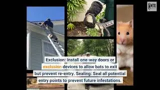 Bat Removal - Metro Wildlife