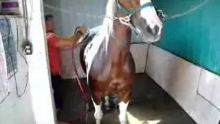Paint Horse For Sale