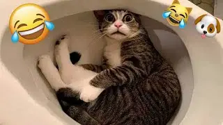 🤣 Videos Graciosos y Cortos de Animales 🐶😺 Recopilaci&oacute;n de los Mejores Videos de Gatos y Perros