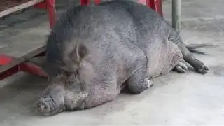 Various sights and sounds in Bangkok