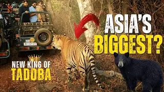 Massive 300KG Bengal Tiger Came Beside Me | Tadoba Keslaghat Safari | MAMA Male Tiger