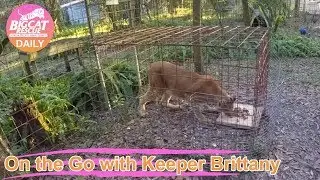 GoPro: Feeding Big Cats at Big Cat Rescue