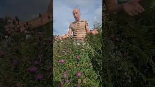 Knapweed (centaurea nigra) #herbs #foraging #nativeplants #adventure #explore #meadows #permaculture