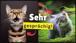 DESHALB sind einige Katzen extrem gespr&auml;chig! 💡