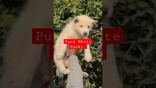 Pure white Husky #husky #shorts #youtubeshorts #funny #dog #labrador #trending
