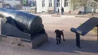 Чибо Рей Савва Лукич Сербия  Это Этно Шлиссенбург Жил Был Пес Лео Моя Жизнь Кино Музей Пса