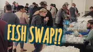 What To Expect At A Fish Swap