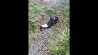 down the tubes