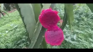 Pitaya Boreal Red