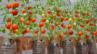 Tomatoes grown in plastic bottles, as long as you do it this way, the tomatoes will have many large