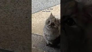 Отправьте это своему другу 👀 #кошачьишорты #смешнойкот #кошачьивидео #милыйкот #вирусныешорты #ко...