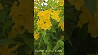 Tecoma 8 flower|tecoma flower plant care,tecoma flower plant care in summer.#viral #flowers