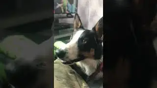 Bonnie barking