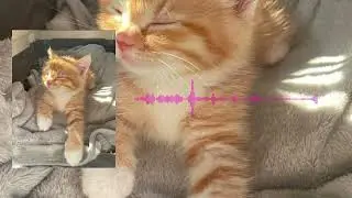 DUBLI AGIL, DVNXEL - chipi chipi chapa chapa dubi dubi daba daba (speed up)