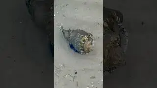 ♻️Think of them as tiny recyclers of the intertidal zone #intertidal #viralnature #beach #creatures