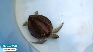 A Visit to the Turtle Hospital