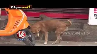 Funny monkey comedy by v6