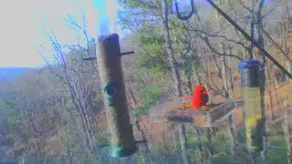 Cardinal pair x Pine Warbler