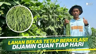 TUTORIAL BUDIDAYA KACANG PANJANG DI LAHAN BEKAS ‼ PANEN TIAP HARI ‼