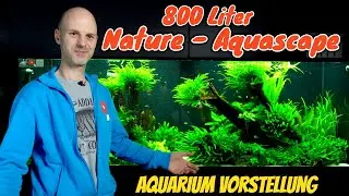 800 Liter Oldschool Natur Aquascape | 2 Meter Aquarium