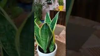 One Small Snake Plant #snakeplant #homegardening #airpurifier #airpurifierplant