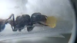 Feeding my queen ants - close up eating