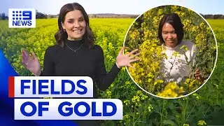 Victoria canola crops turn paddocks into fields of gold | 9 News Australia