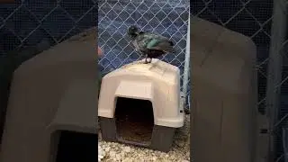 Реконструкция загона для уток🥰🦆 #dunkinducks #petducks #утки