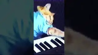 A real original kitty on the piano #butifyoucloseyoureyes #anime #cuphead #lifeisbutadream #memes