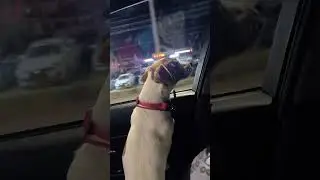 Мчим в Сочи с Па😎 #сочи #dog #music #family #джекрасселтерьер  #puppy