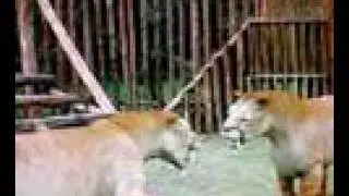 smilodon cubs