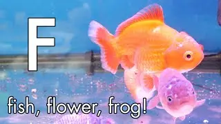Fish, Flower, Frog! The Letter F!