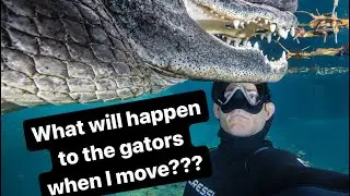 What will happen to the gators when I move ?!￼