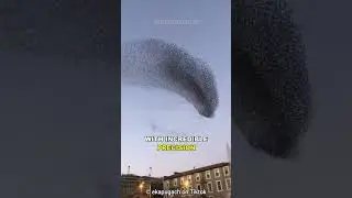 Why Thousands Of Birds Swarm In Sync