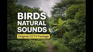 👉 Birds Natural Sounds 🐦 | Original CCTV Footage | Peaceful Mini Forest