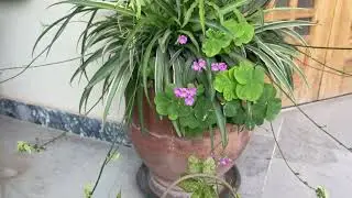 Secret Trick to grow more plants