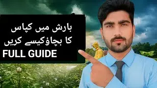 🌧️ How to Protect Cotton Crop During the Rainy Season? 🌿