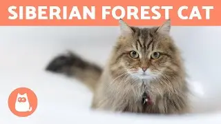 SIBERIAN CAT - Characteristics, Care and Health